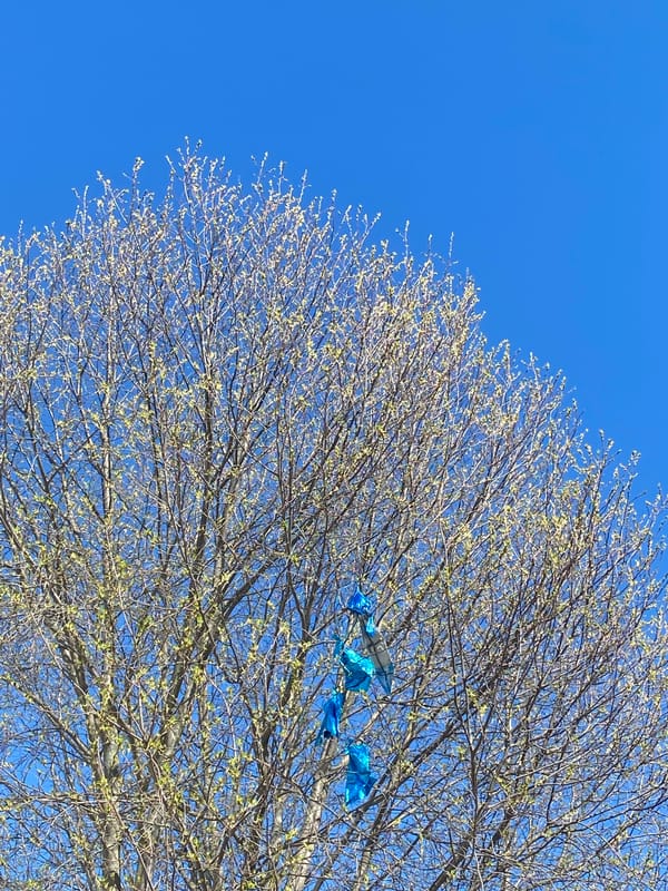 Blue balloons caught in trees observed across Chaikovsky