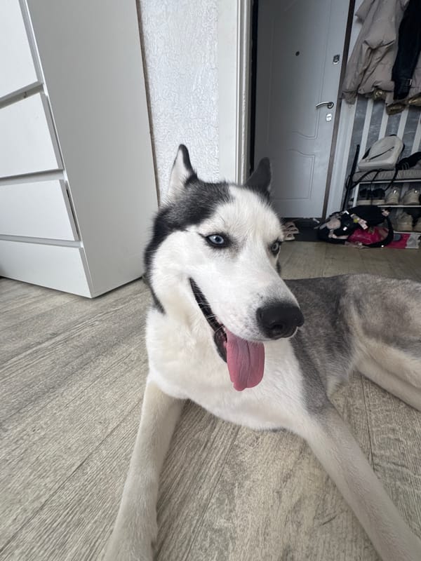 Pet owner shares quiet morning moments with blue-eyed Husky