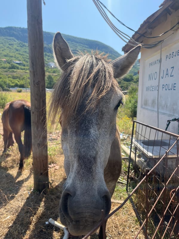 Horses grazing in a sunny field in coastal Montenegro