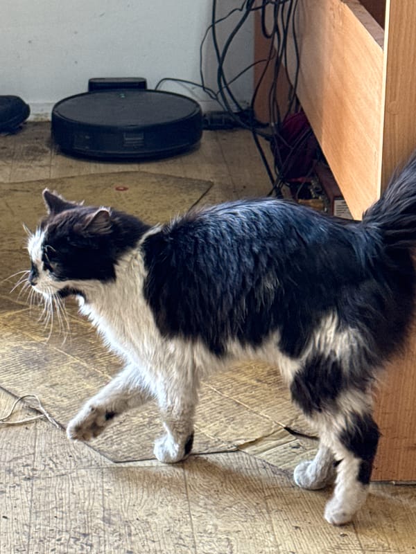 Black and white cat spotted across Sofia area