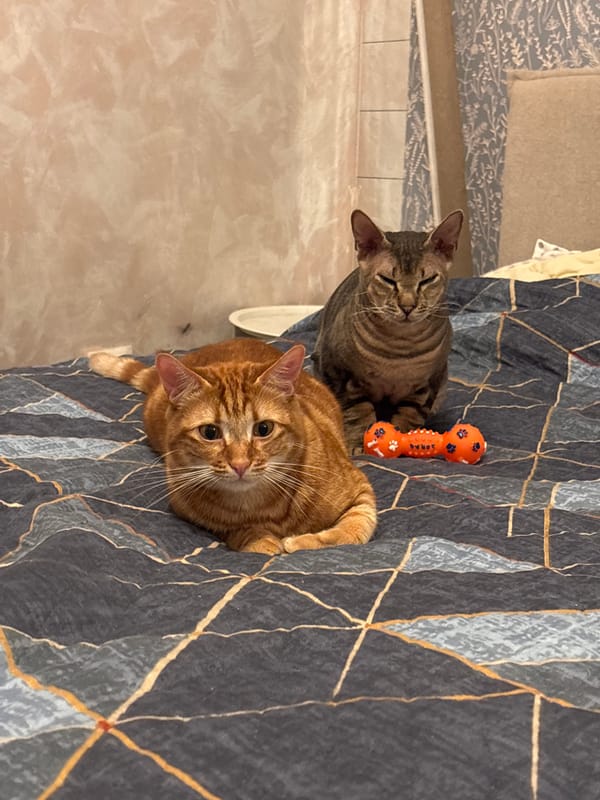 Two cats rest with dog toy in Natukhayevskaya home