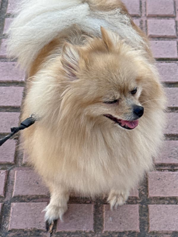 Torrevieja neighborhood walk: cats, a Pomeranian, and blooming oleander