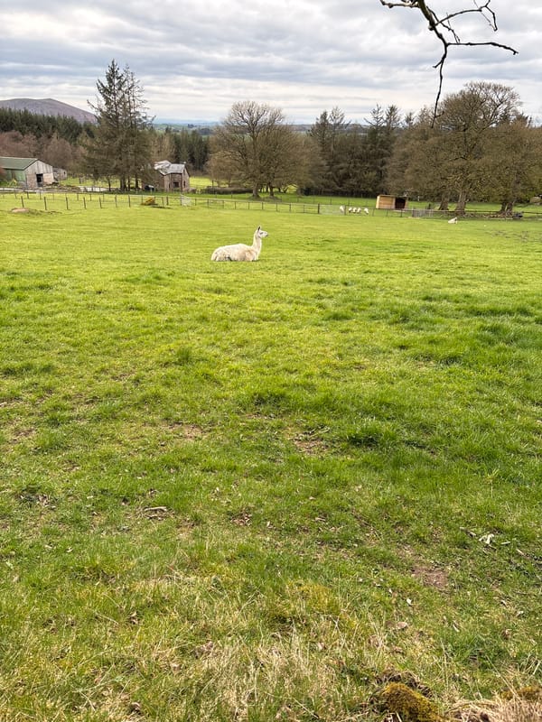 Llamas and alpacas spotted grazing in Shrewsbury fields