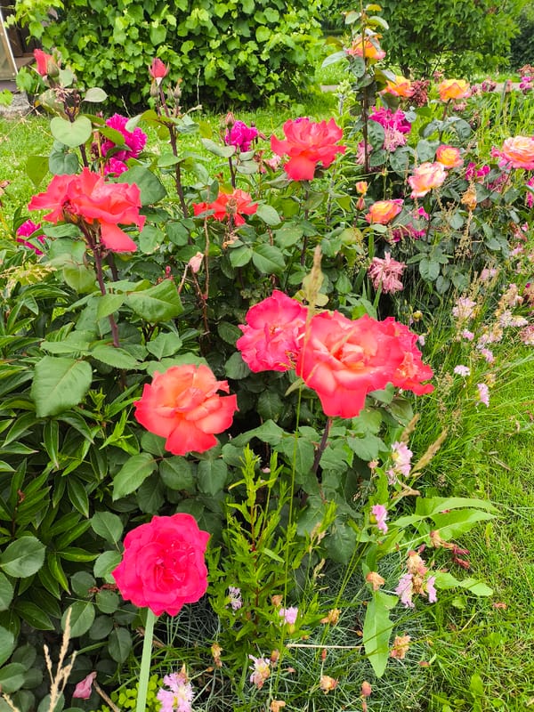 Rose garden in full summer bloom, Sel'khoztekhnika