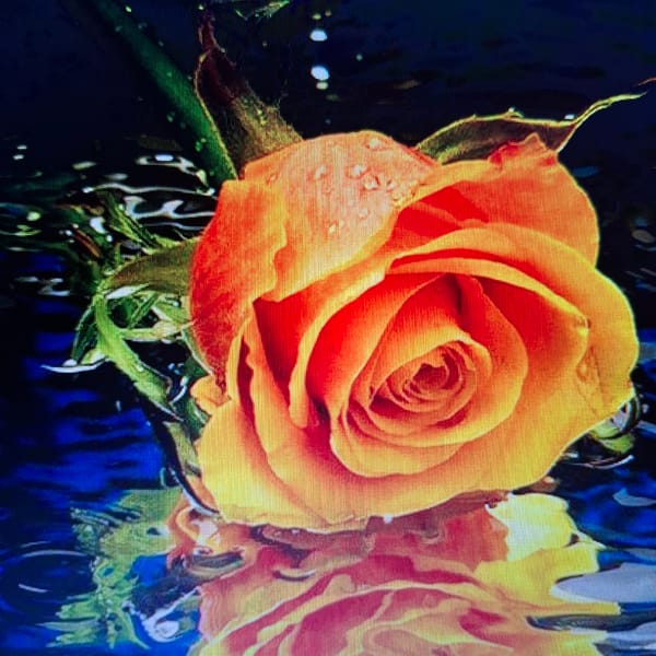 Close-up rose photography with water droplets and styled arrangements