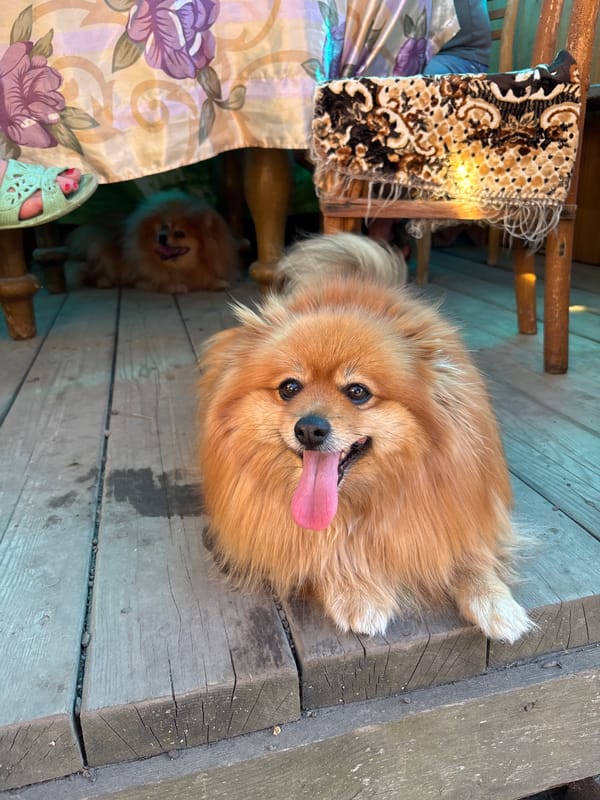 Domestic outdoor moments with Pomeranian dog documented in Zheleznogorsk