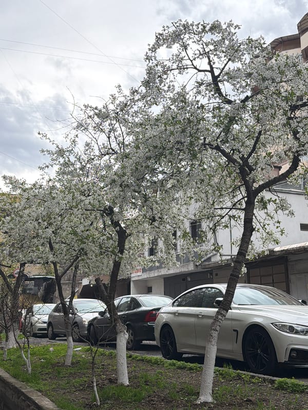 Morning observations document decorated businesses and street scenes in Yerevan