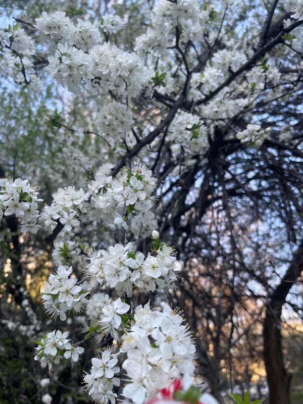White blooming tree observed in Sofia during spring morning