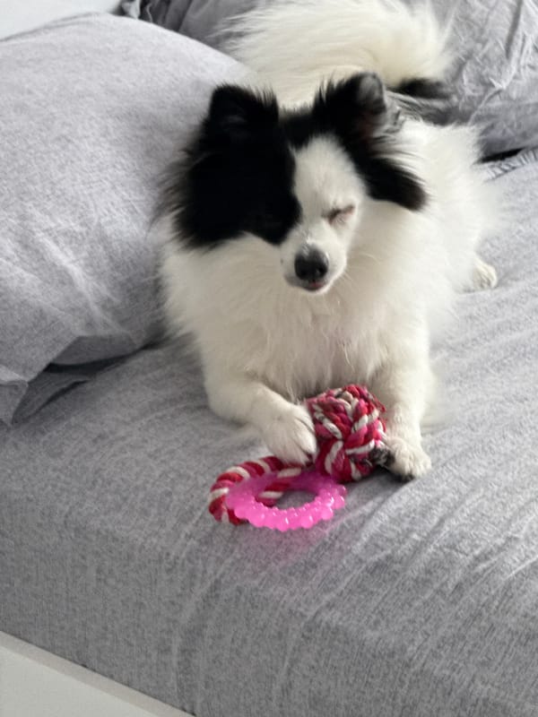 Morning with Pomeranian and Mercedes in Stara Zagora
