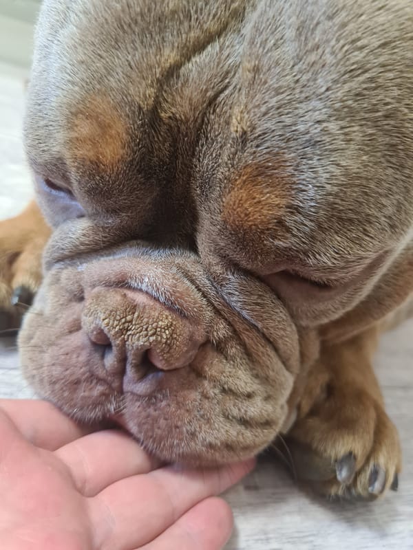 Bulldogs and short-nosed breeds chilling at home