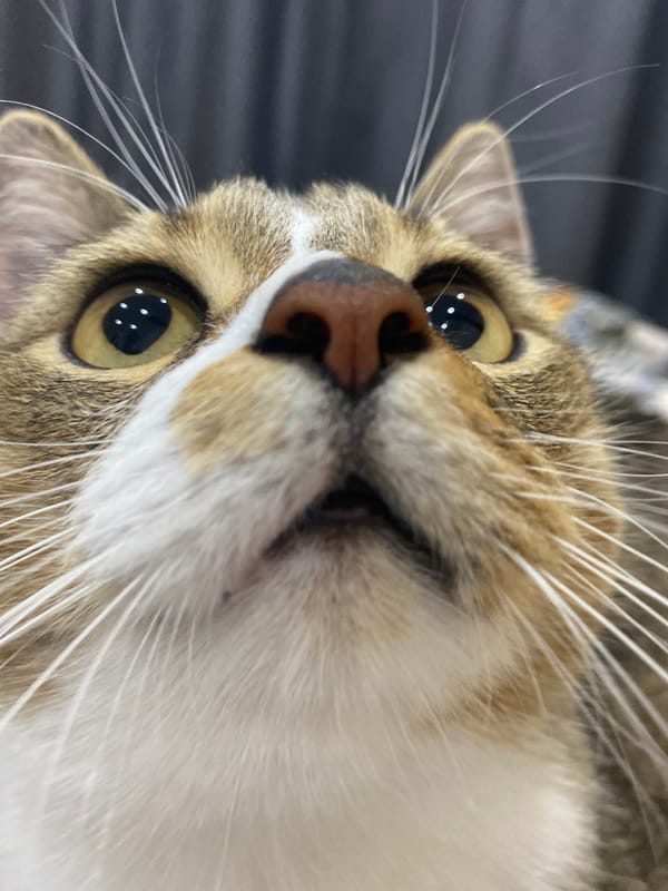 Tabby cat portrait, up close and low-angle, Novokuybyshevsk