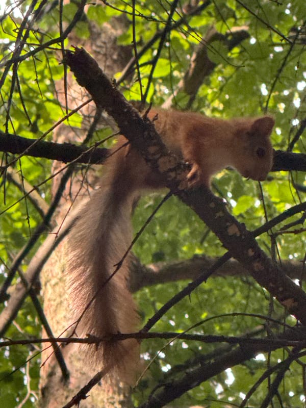 Squirrel in the Moscow trees, June 2026