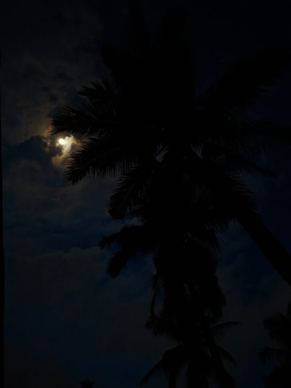 Night scenes with palm silhouettes captured in Lhokseumawe