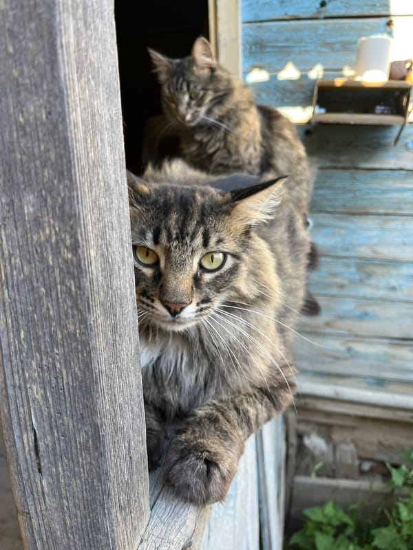 Cats, a dog, and a fly hanging out in a Russian backyard