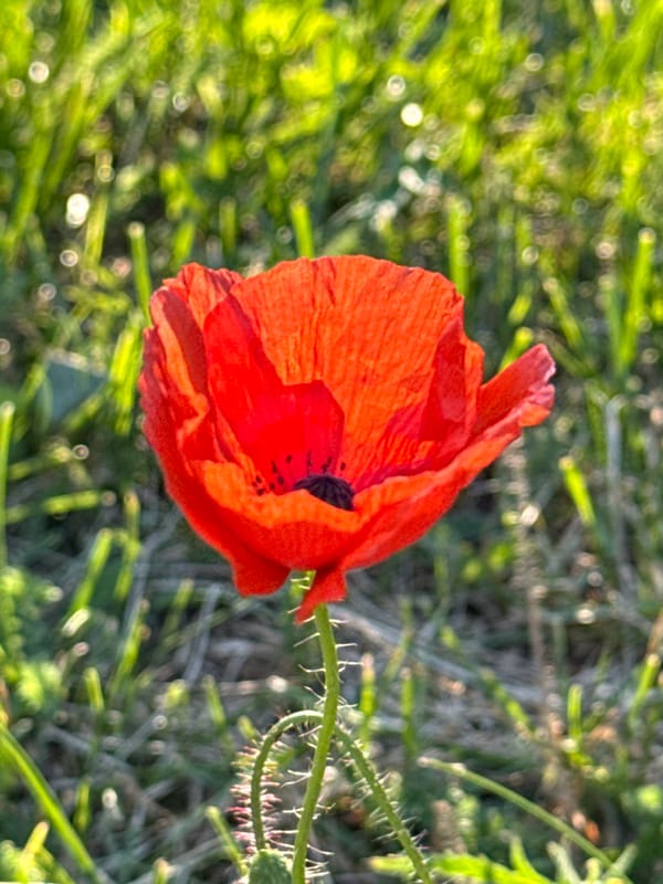 Park afternoon: playground details, wildflowers, and a setting sun