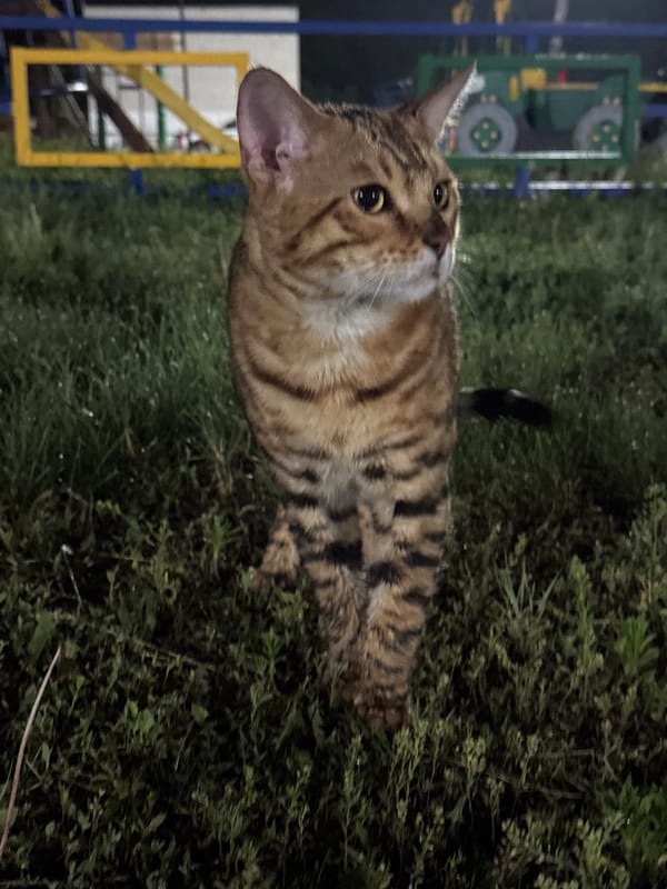 Bengal cat photo session in Kurgan, Russia