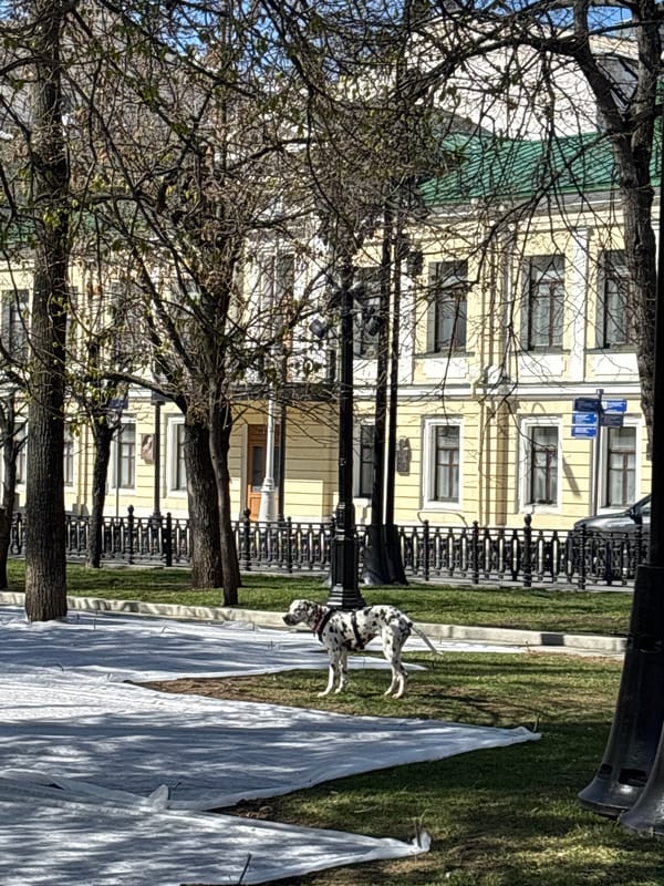 Dogs play in Moscow park on sunny Saturday morning