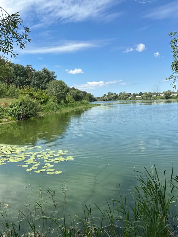 Ducks on a green pond, plus a cat napping at home
