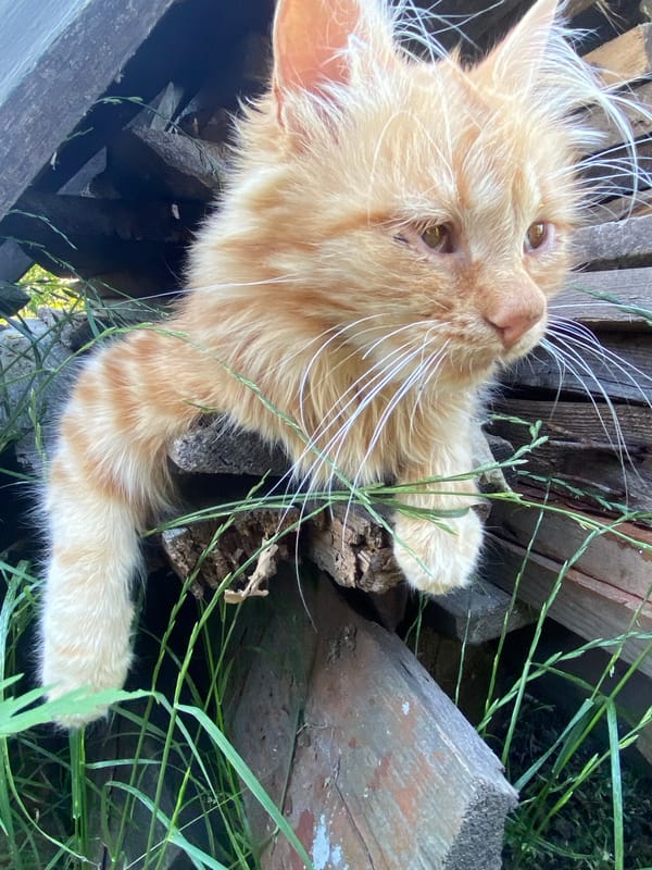 Cats and a kid in a Moldovan backyard on a summer morning