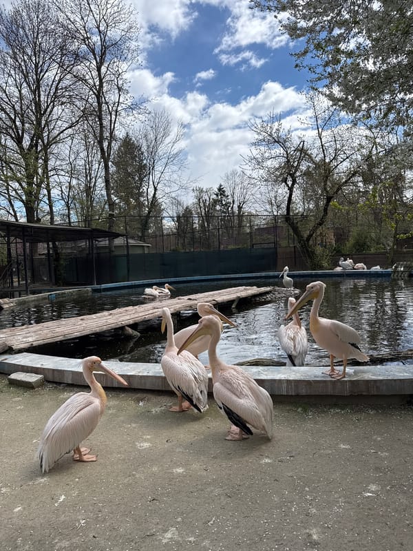 Zoo animals observed by visitors in Bucharest