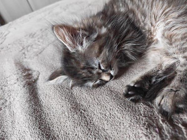 Gray tabby cat sleeping and posing in Tolyatti