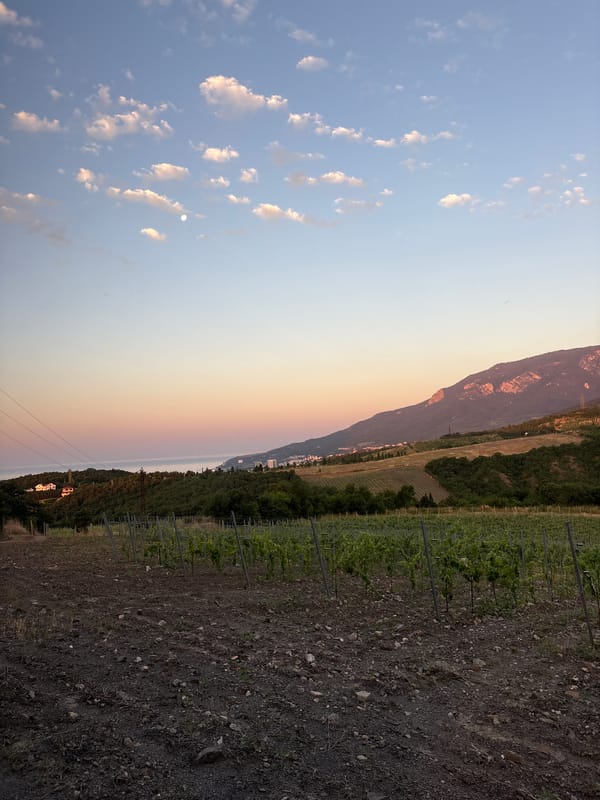 Young vineyard at dusk, Lavrovoe, Ukraine