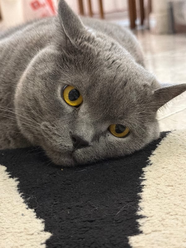 Grey British Shorthair cat photographed at home in Rome