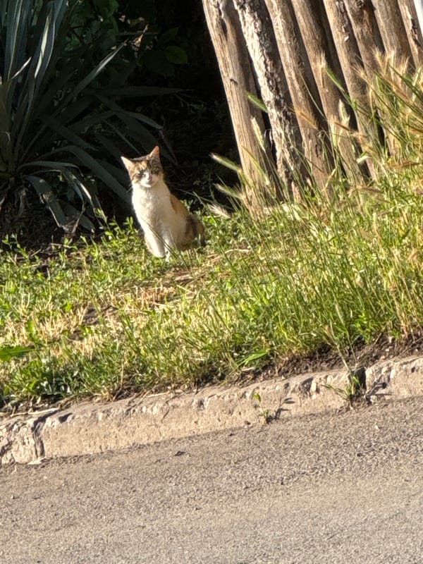 Calico cat spotted on sunny Sofia street