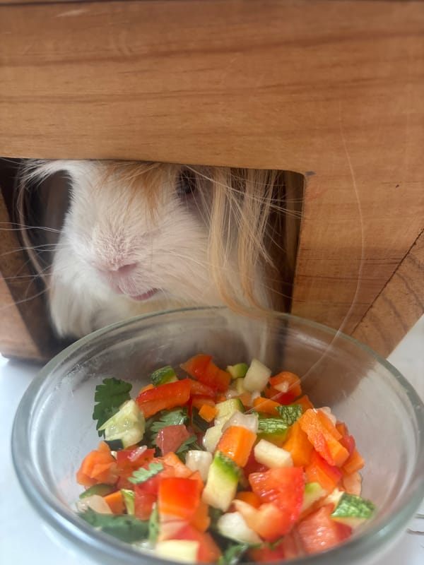 Guinea pig feeds on vegetables in Puebla home