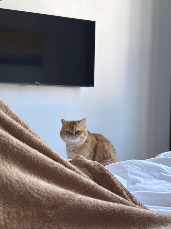 Orange cat captured in bedroom moments in Đà Nẵng