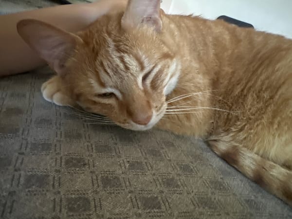 Orange tabby cat rests peacefully on furniture in Puebla
