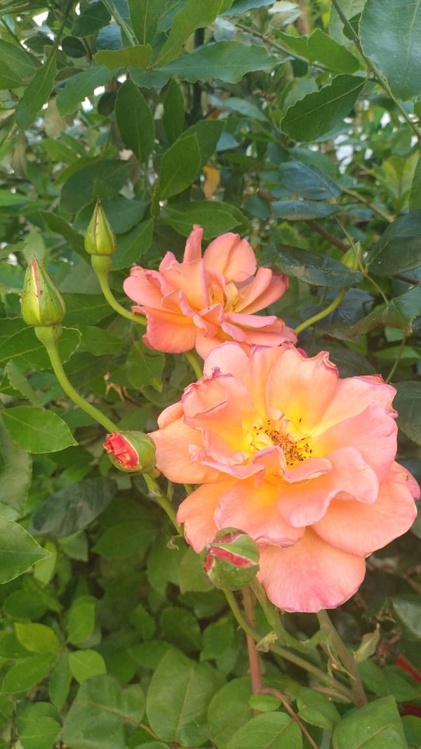 Woman photographs garden roses and plants in Perea Greece