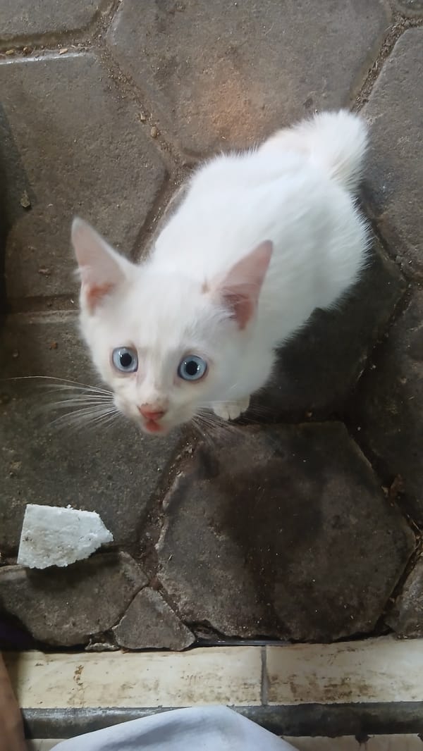 Kittens and daily life captured in Indonesian residential setting