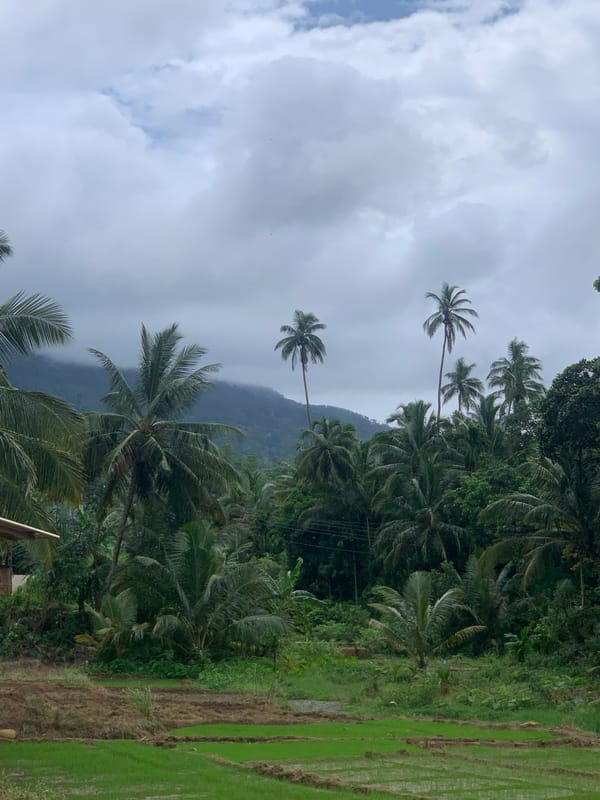 Rural Pathegama landscape documented showing palms, rice terraces, mountains