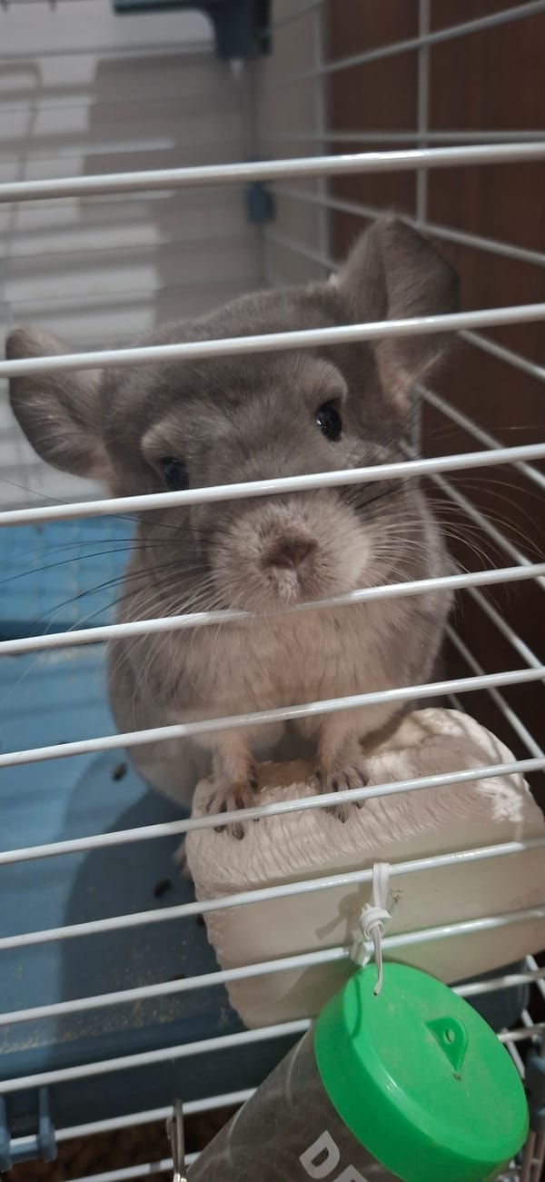 Person documents recovery day with pet chinchilla in Almaty