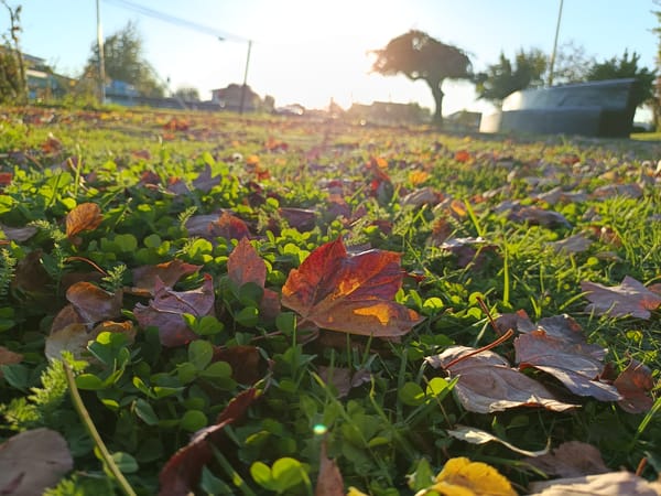 Autumn leaves cover mixed lawn in Osorno, Chile