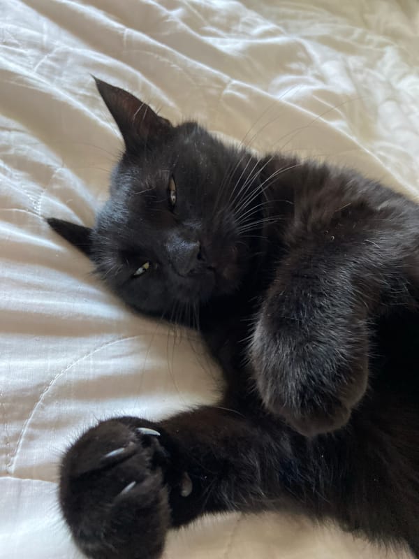 Black cat fully committed to doing nothing on white bedding