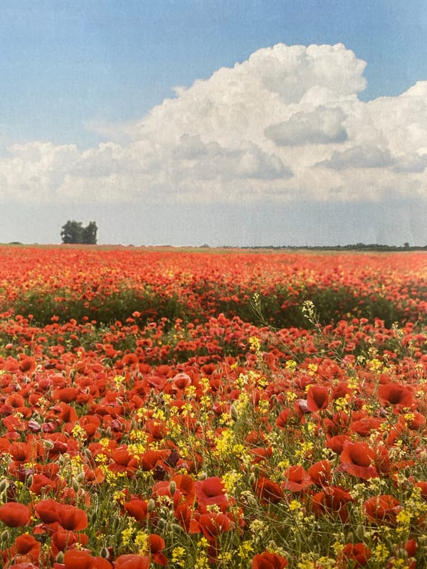 Red poppy fields and a red-roofed riverside town in summer