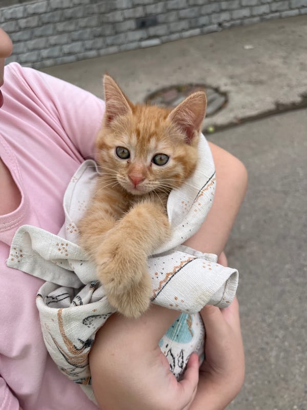 Rain-soaked garden photography session with kitten in Shymkent