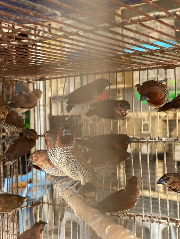 Bird market bustles with caged songbirds in Kandahar Afghanistan
