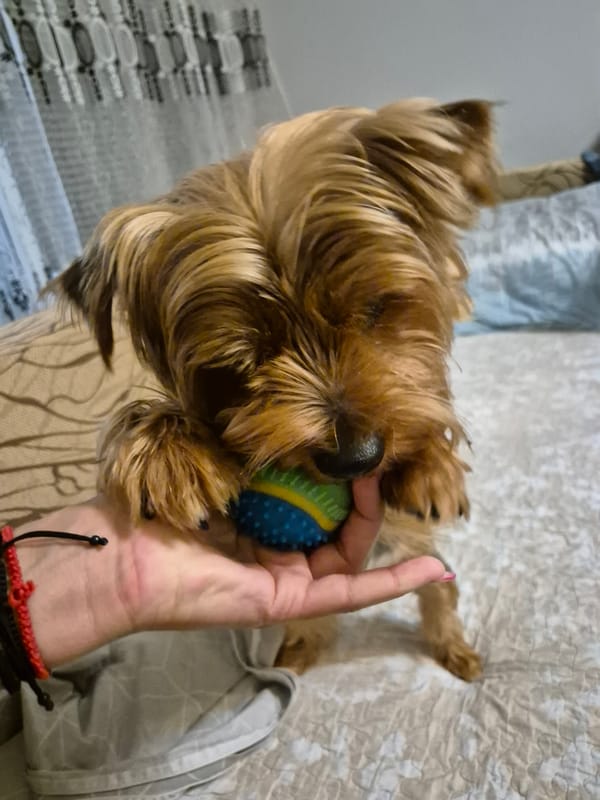 Two scruffy Yorkies relaxing at home in Yambol