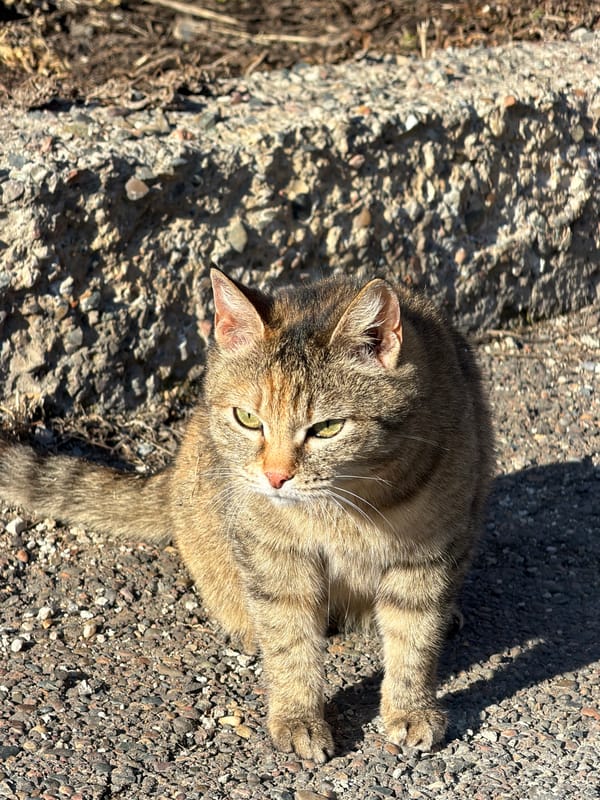 Tabby cat spotted resting on gravel road in Таскино