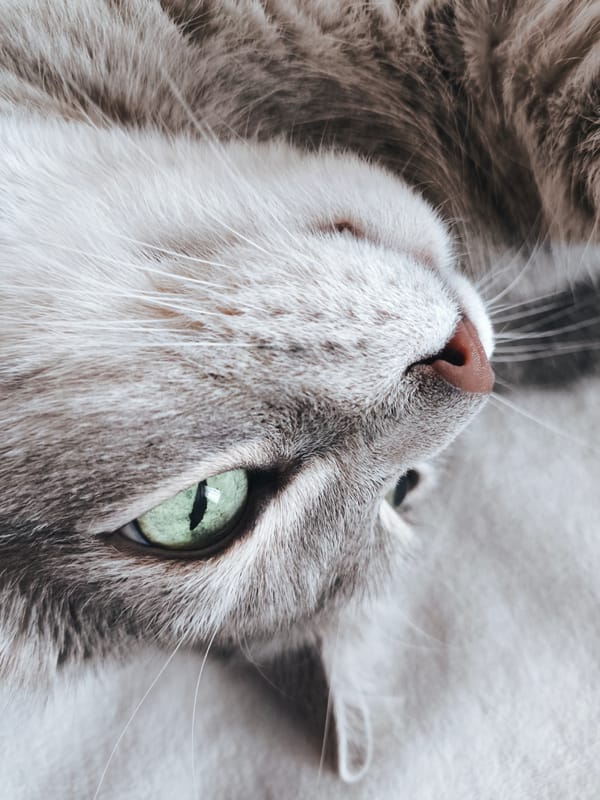 Gray tabby cat naps, yawns, and poses through a lazy afternoon