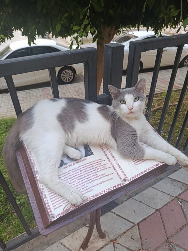 Cat claims historical marker as napping spot in Alanya