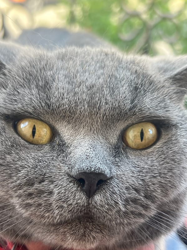British Shorthair getting groomed on a patio table in Sochi