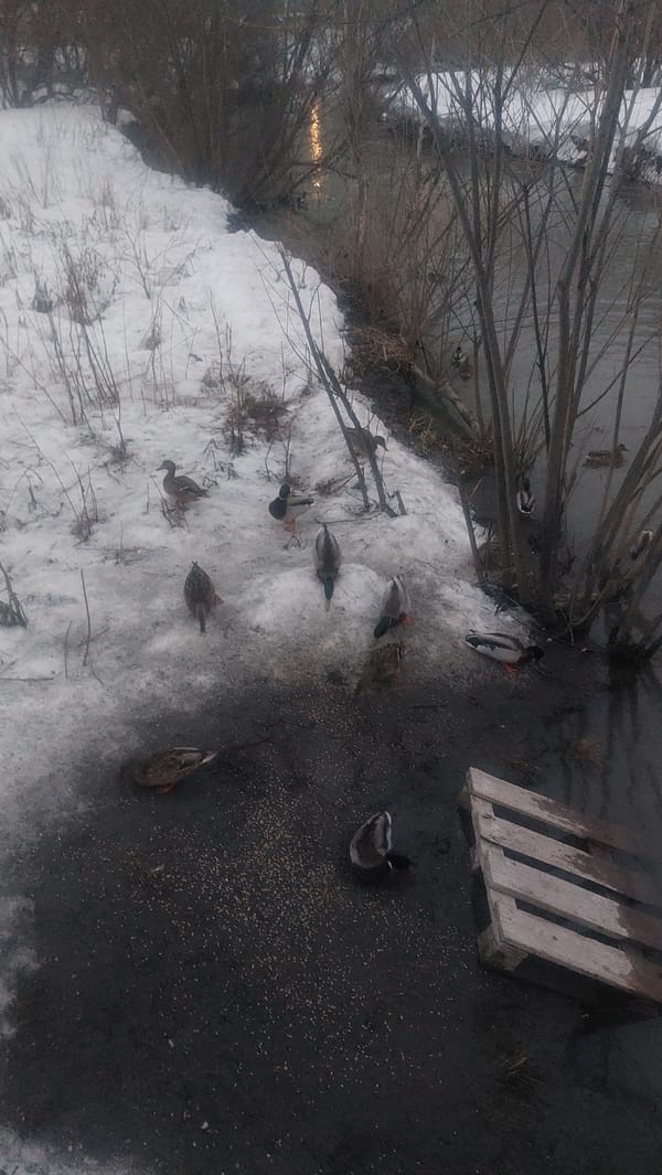 Ducks navigate winter waterways in snowy Novosibirsk