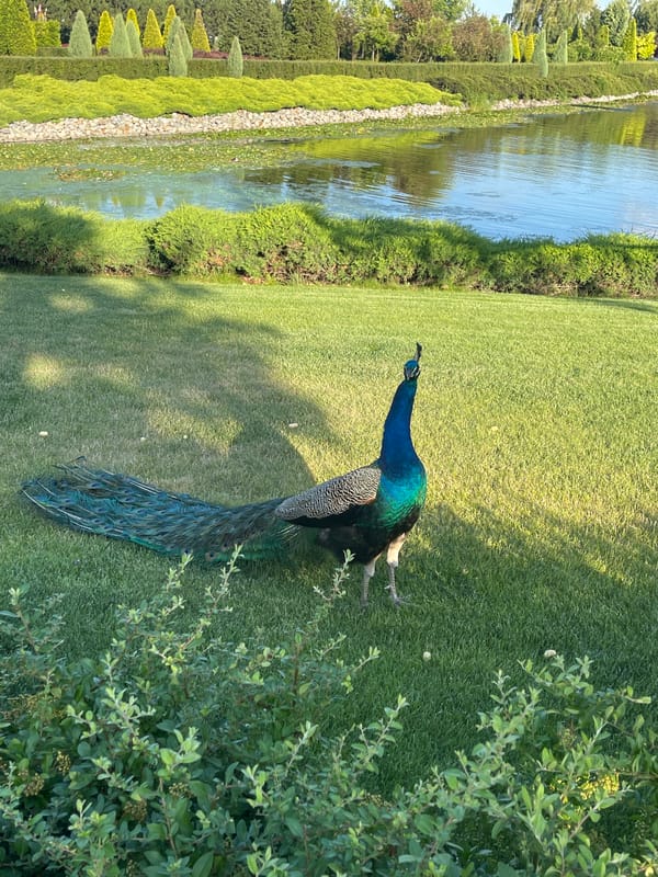 Afternoon stroll through a wildlife-rich ornamental park