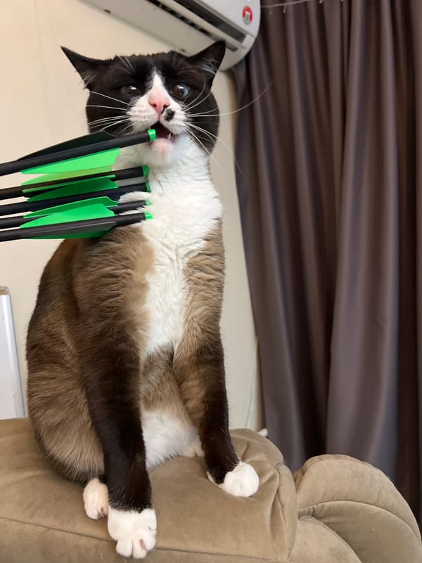 Cat poses with archery arrows during sunset in Noviy