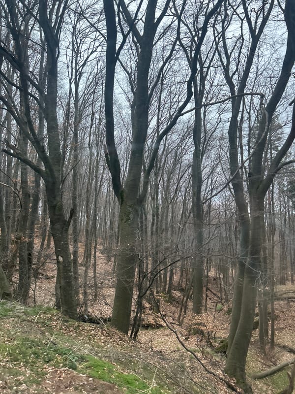 Bare trees observed in forest near Shipka, Bulgaria