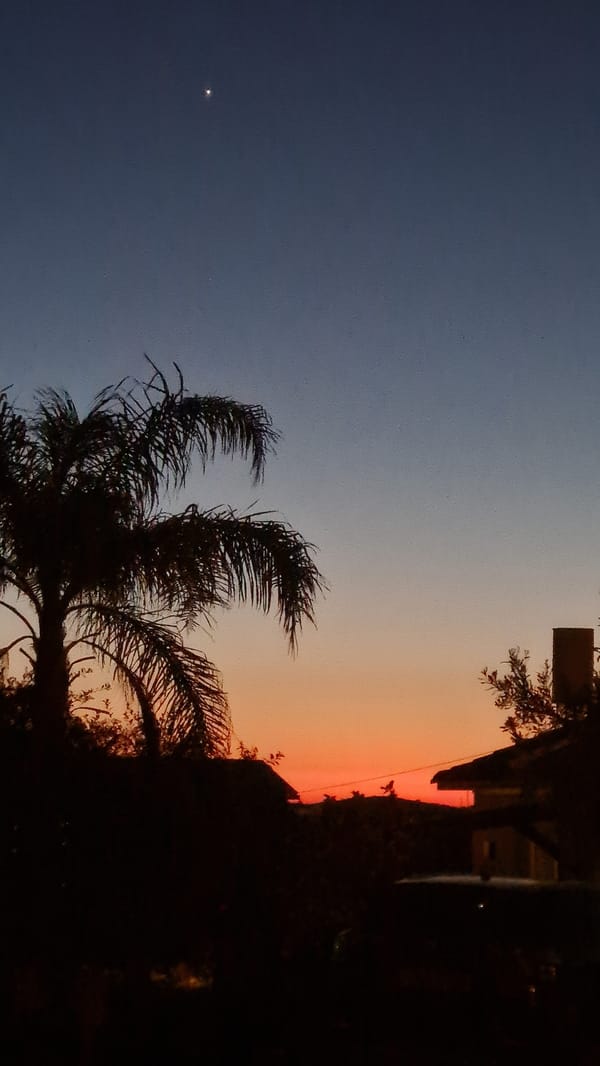 Sunset scene with palm tree silhouette captured in Lachish